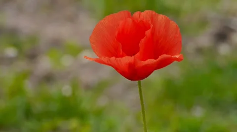 Single poppy Stock Footage 38994230