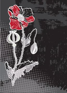 Single poppy isolated on white Stock-Illustration