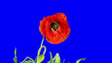Single Poppy mid shot Stock Footage 53082756