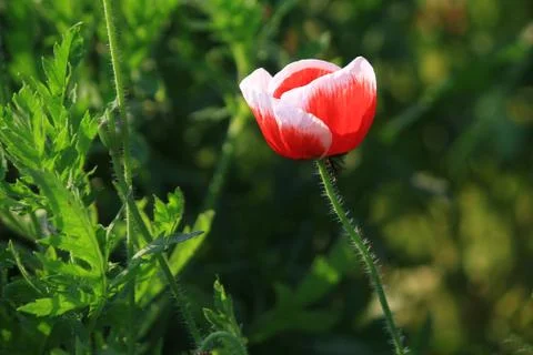 Single poppy Stock Photos