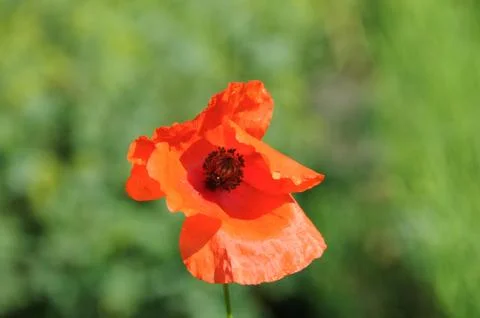 Single Poppy Stock Photos