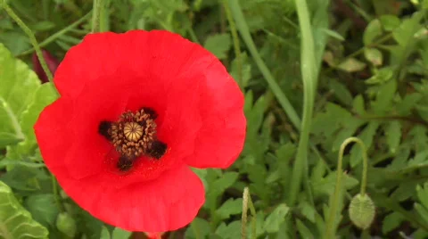Single poppy top view Stock Footage 371444