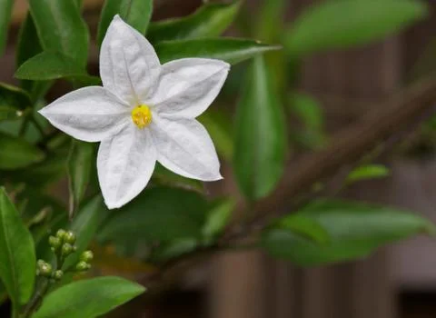 Single potato vine flower Stock Photos