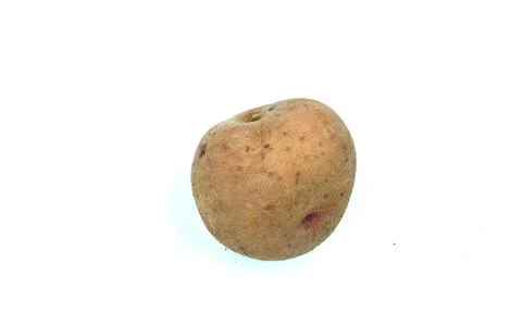 Single potatoes on white background Stock Photos