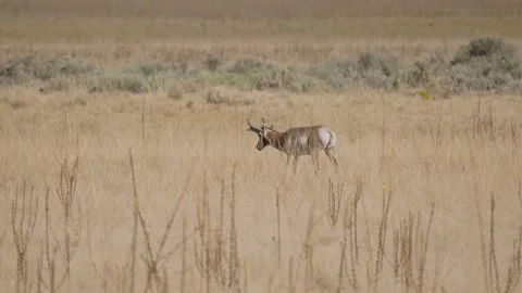 Single Pronghorn Antelope Buck Walks Through Tall Grass Stock Footage