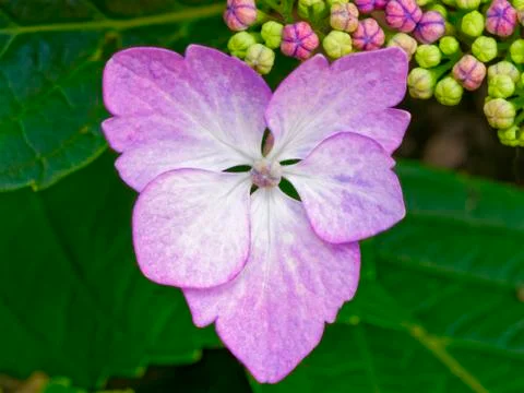 Single prurple Hydrangea flower Foto stock