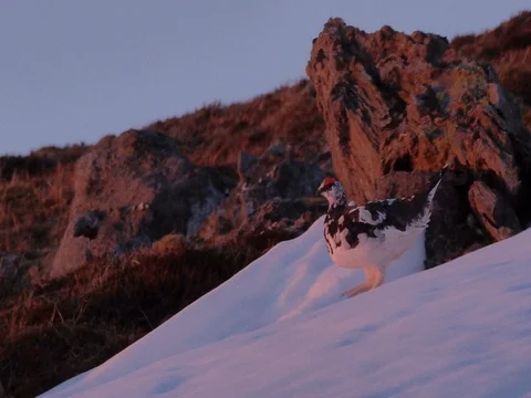 Single Ptarmigan walking down hill in the snow in the early morning. 库存影片 80897258