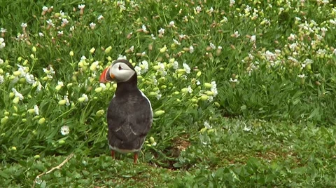 Single puffin Stock Footage 7134493