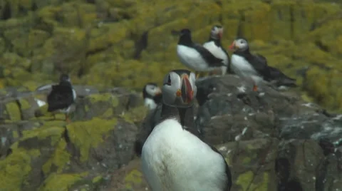 Single puffin Stock Footage 7134570