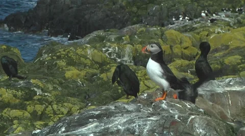 Single puffin Stock Footage 7134610
