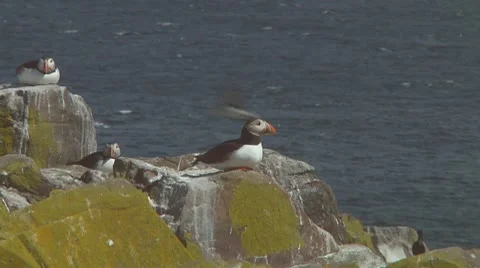 Single puffin Stock Footage 10768930