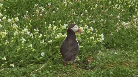Single puffin Video stock 10769065