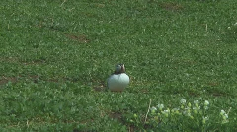 Single puffin Video stock 10769339