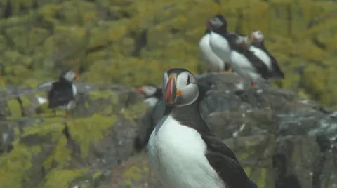 Single puffin Stock Footage 10769410