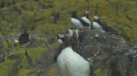 Single puffin Stock Footage 10769417