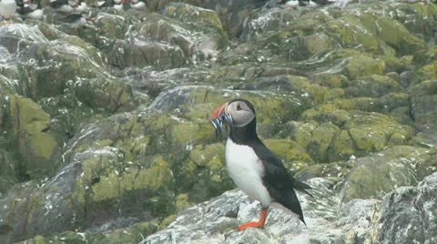 Single puffin Stock Footage 26044903