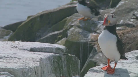 Single puffin Stock Footage 26060209