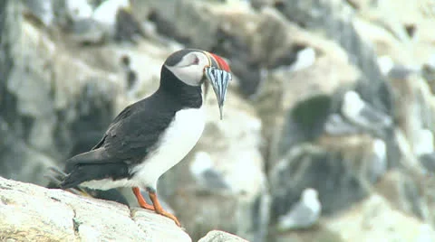 Single puffin Stock Footage 26063843