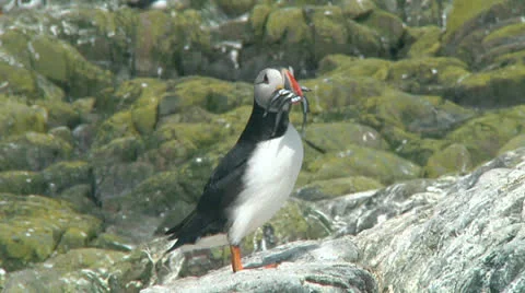 Single puffin Video stock 26065782