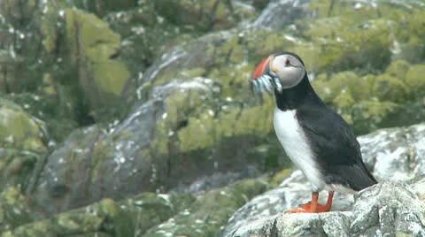 Single puffin Stock Footage 26066282