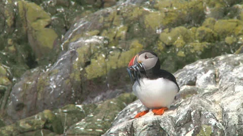 Single puffin Stock Footage 26066607