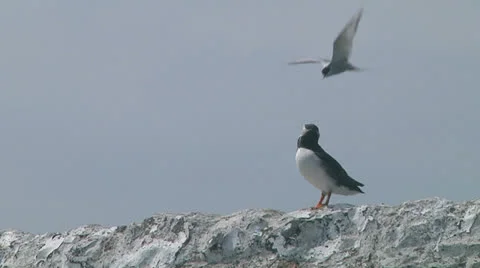 Single puffin Stock Footage 26073991