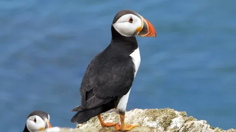 Single Puffin On A Rock Ocean in Background, Skomer Island, Penbrokeshire, Wales Stock Footage 129391953