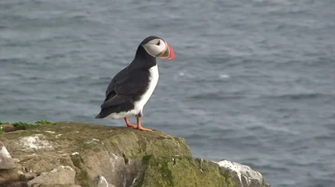 Single puffins on a cliff walks around, looks around and takes off Stock Footage 37301685