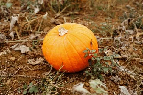 Single pumpkin on dry ground Stock Photos