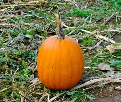 Single pumpkin on ground Stock Photos