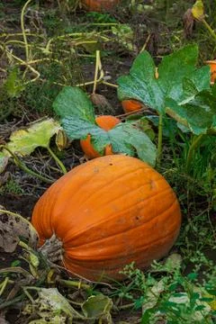 Single pumpkin growing in the vegetable garden ready to be harvested Foto stock