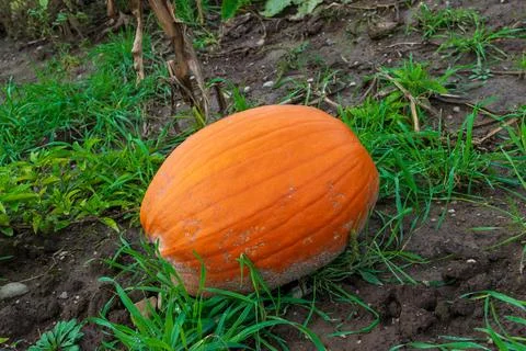 Single pumpkin growing in the vegetable garden ready to be harvested Foto stock