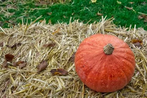 Single Pumpkin on Haystack Farm Decoration Autumn Fall Seasonal Orange Fresh  Stock Photos