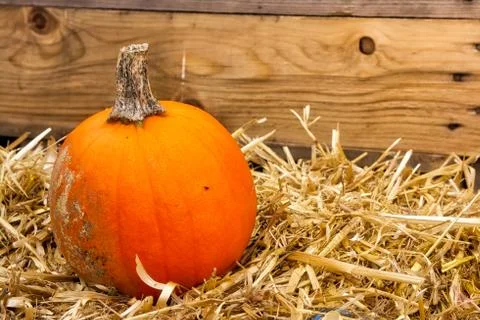 Single Pumpkin on Haystack Farm Decoration Autumn Fall Seasonal Orange Fresh  Stock Photos