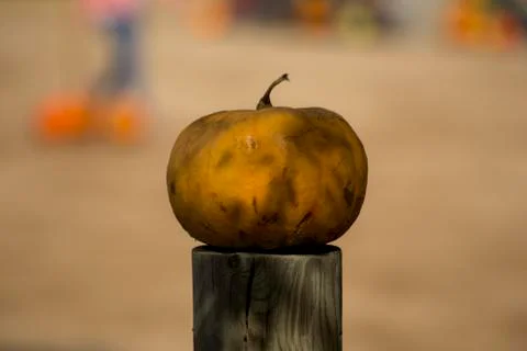 Single pumpkin Foto stock