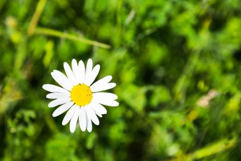 Single pure white spring daisy Stock Photos