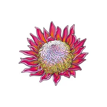 Single purple colored king protea, sketch vector illustration Stock Illustration