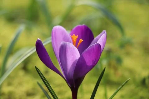 A single purple crocus in early spring sunlight Stock Photos
