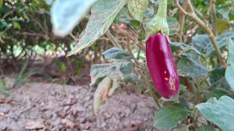 Single Purple Eggplant Fruit On Shrub Shoot Vídeo Stock 338146059
