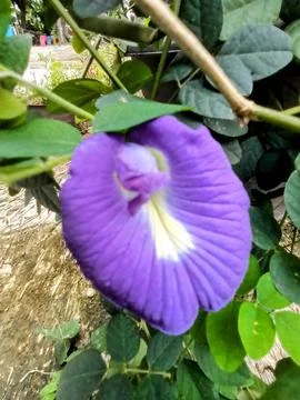 Single Purple Flower Stock Photos
