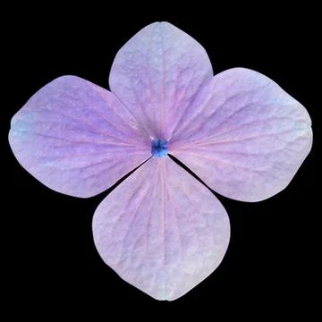 Single Purple Hydrangea Flower Isolated on Black Stock Photos