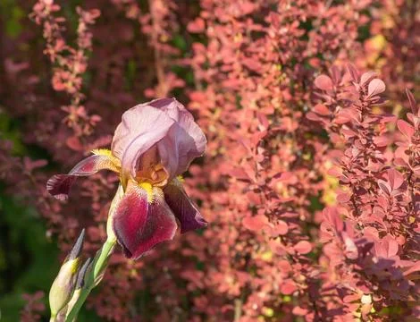 Single purple iris flower on a blurred background of barberry foliage close-up Stock Photos