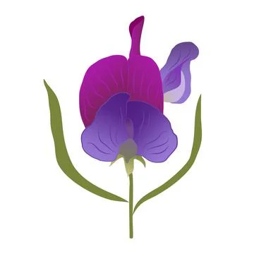 A single purple-lilac iris with two green leaves. 스톡 일러스트