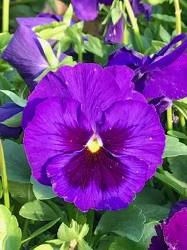 Single Purple Pansy Stock Photos