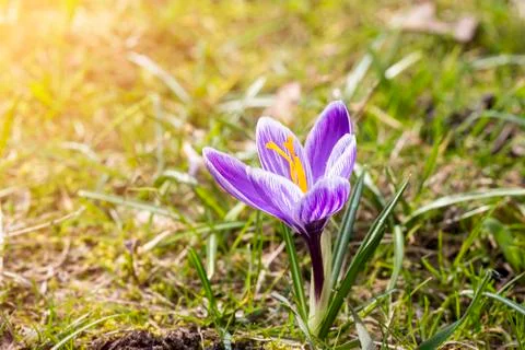 Single purple spring crocus on a meadow Stock Photos