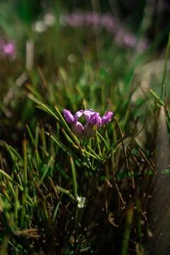 Single purple wildflower in spring grass Stock Photos
