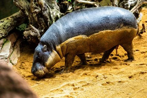 Single Pygmy Hippo Stock Photos