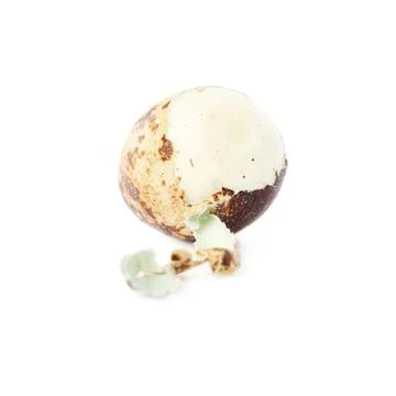 Single quail egg isolated over white background Stock Photos