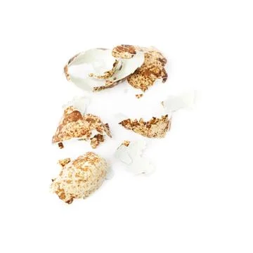 Single quail egg isolated over white background Stock Photos