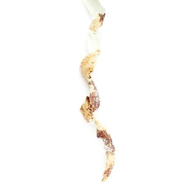 Single quail egg isolated over white background Stock Photos